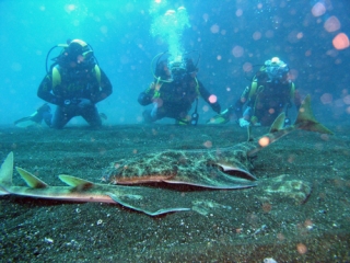  dans les profondeurs 